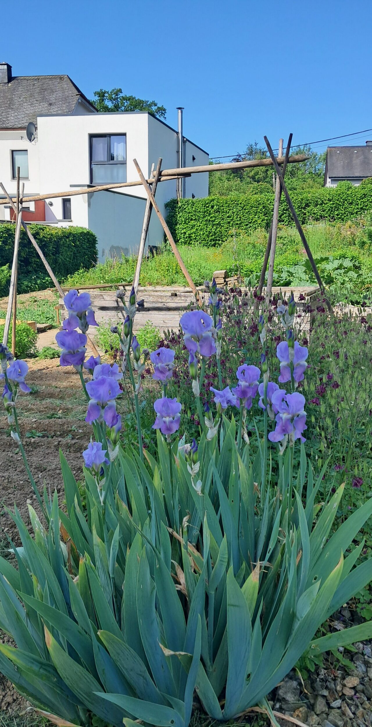 FEST_GG_iris_20260529