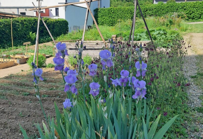 FEST_GG_iris_20260529